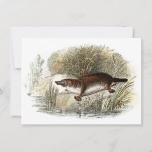 Vintage 1800s Duck Bill Platypus Illustration