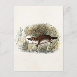 Vintage 1800s Duck Bill Platypus Illustration Postcard