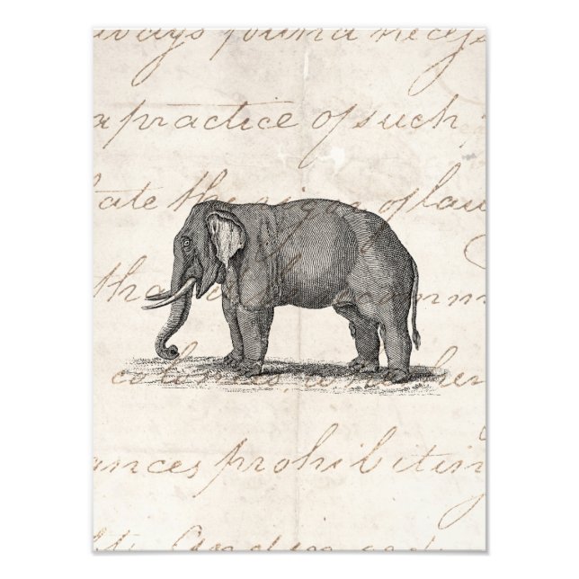 Vintage 1800s Elephant Illustration - Elephants Photo Print (Front)