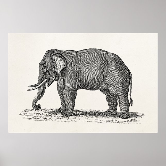 Vintage 1800s Elephant Illustration - Elephants Poster (Front)