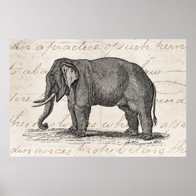 Vintage 1800s Elephant Illustration - Elephants Poster (Front)