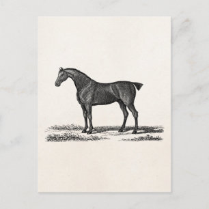 Vintage 1800s English Hunter Horse Hunting Horses Postcard