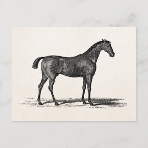 Vintage 1800s English Race Horse - Racing Horses Postcard