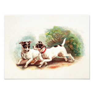 Vintage 1800s Fox Terrier Dogs - Terriers Template Photo Print