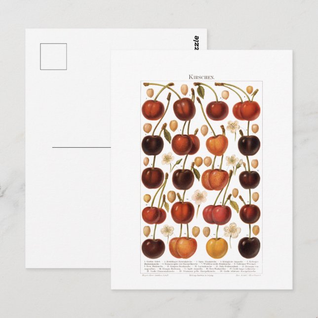 Vintage 1800s Fruit Cherry German Print Postcard (Front/Back)