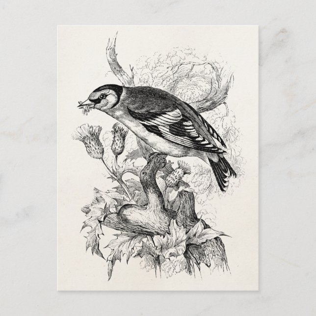 Vintage 1800s Goldfinch Bird Illustration - Birds Postcard (Front)