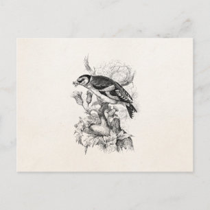 Vintage 1800s Goldfinch Bird Illustration - Birds Postcard