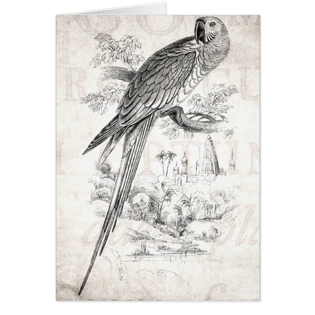 Vintage 1800s Great Green Macaw Bird Maccaw Birds (Front)