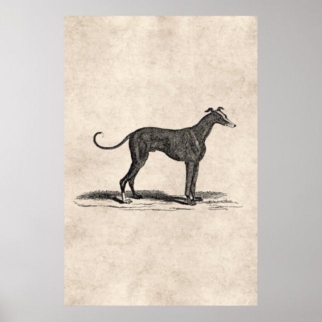 Vintage 1800s Greyhound Dog Illustration - Dogs Poster (Front)