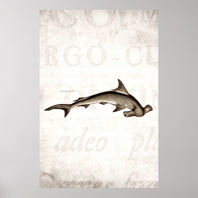 Vintage 1800s Hammerhead Shark Old Hammer Head Poster (Front)