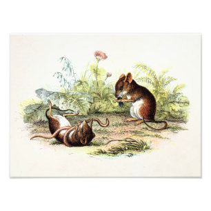 Vintage 1800s Harvest Mouse Illustration Mice Photo Print