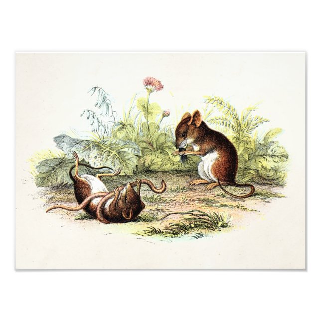 Vintage 1800s Harvest Mouse Illustration Mice Photo Print (Front)