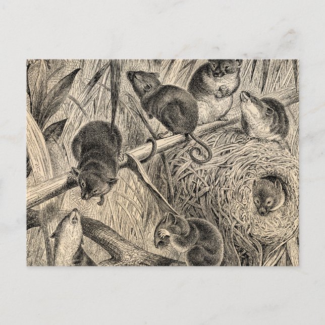 Vintage 1800s Harvest Mouse Retro Mice Template Postcard (Front)