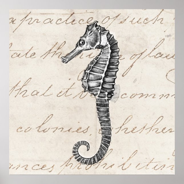 Vintage 1800s Hawaiian Sea Horse Illustration Poster (Front)