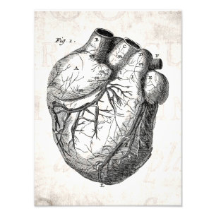 Vintage 1800s Heart Retro Cardiac Anatomy Hearts Photo Print