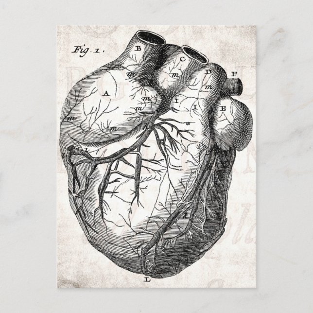Vintage 1800s Heart Retro Cardiac Anatomy Hearts Postcard (Front)