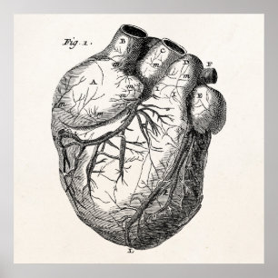Vintage 1800s Heart Retro Cardiac Anatomy Hearts Poster