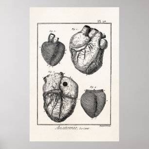 Vintage 1800s Heart Retro Cardiac Anatomy Hearts Poster