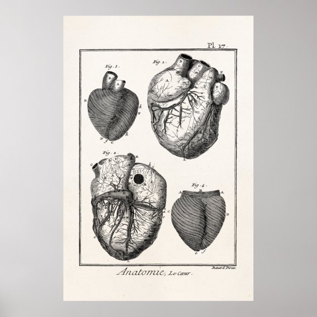 Vintage 1800s Heart Retro Cardiac Anatomy Hearts Poster (Front)