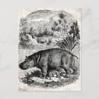 Vintage 1800s Hippo w Baby Retro Hippos Template Postcard