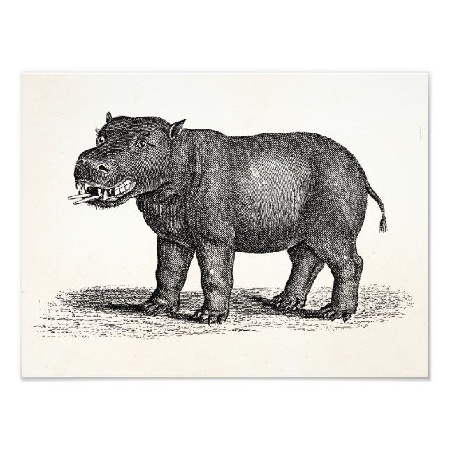 Vintage 1800s Hippopotamus Illustration - Hippos Photo Print (Front)