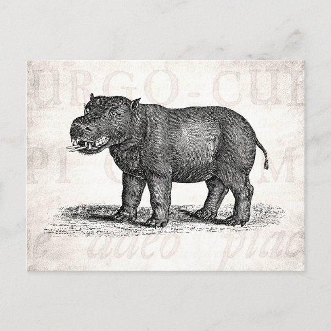 Vintage 1800s Hippopotamus Illustration - Hippos Postcard (Front)