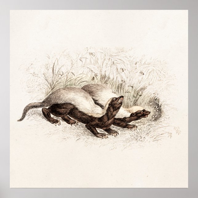 Vintage 1800s Honey Badger Bee Hive Template Retro Poster (Front)