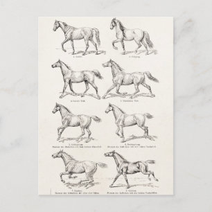 Vintage 1800s Horse Gaits Illustration Horses Postcard