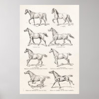 Vintage 1800s Horse Gaits Illustration Horses