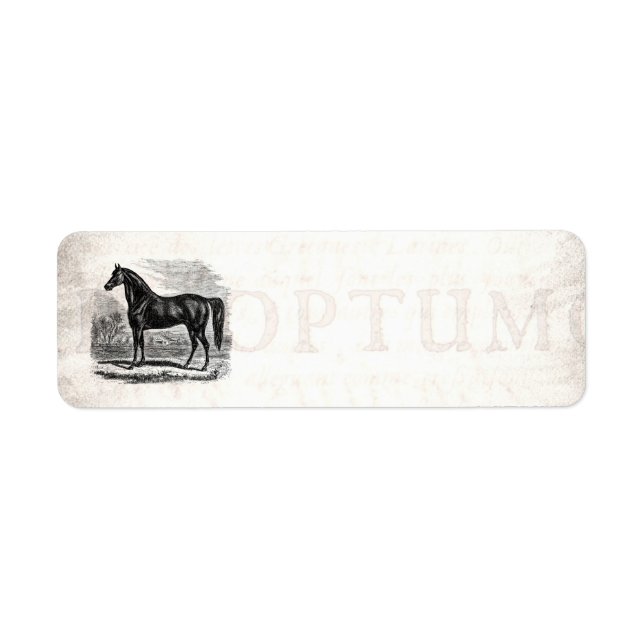 Vintage 1800s Horse - Morgan Equestrian Template (Front)