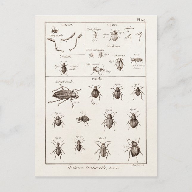 Vintage 1800s Insects Bug Beetles Illustration Postcard (Front)