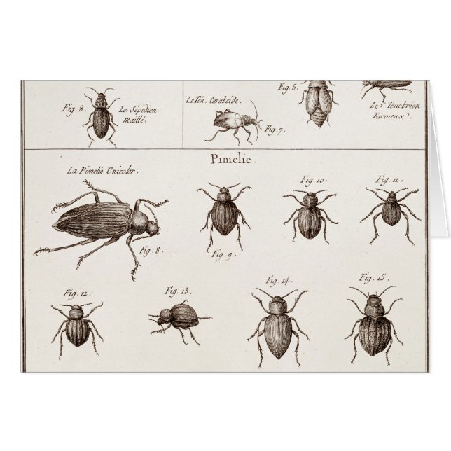Vintage 1800s Insects Bugs Beetles Illustration (Front Horizontal)