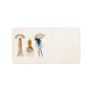 Vintage 1800s Jellyfish Illustration - Jelly Fish Label