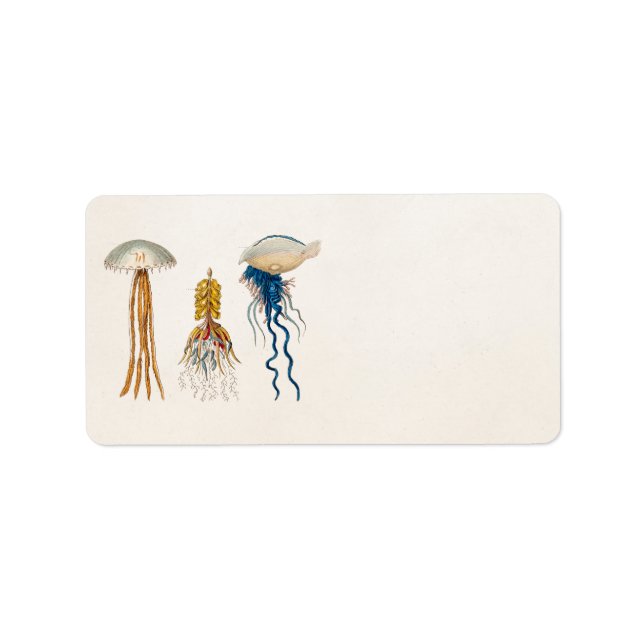 Vintage 1800s Jellyfish Illustration - Jelly Fish Label (Front)