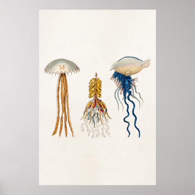 Vintage 1800s Jellyfish Illustration - Jelly Fish Poster (Front)