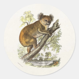 Vintage 1800s Koala Bear Illustration Bears Koalas Classic Round Sticker