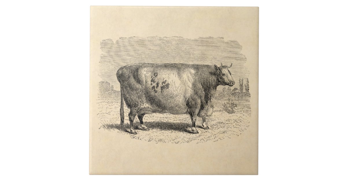 Vintage 1800s Large Durham Cow Retro Cows Template Tile Zazzle Co Uk