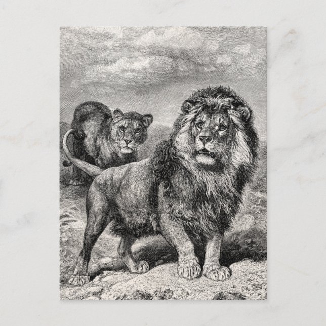 Vintage 1800s Lion Lionesse Big Cat Illustration Postcard (Front)
