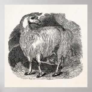 Vintage 1800s Llama Retro Alpaca Llamas Template Poster