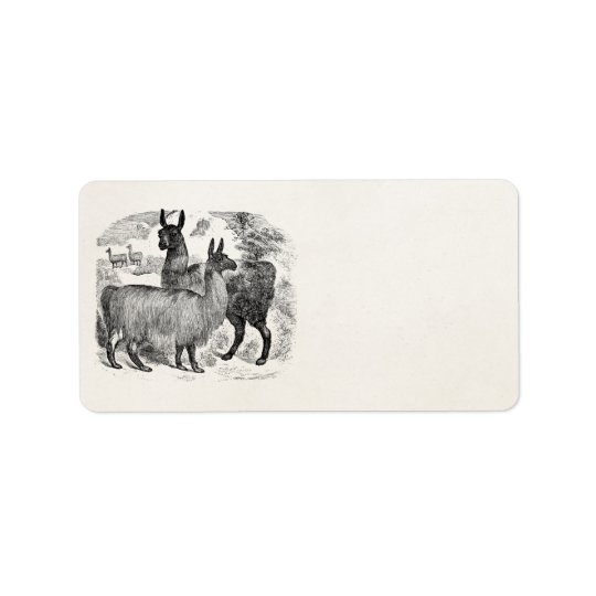 Vintage 1800s Llama Retro Llamas Alpaca Template Address Label