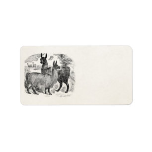 Vintage 1800s Llama Retro Llamas Alpaca Template Label