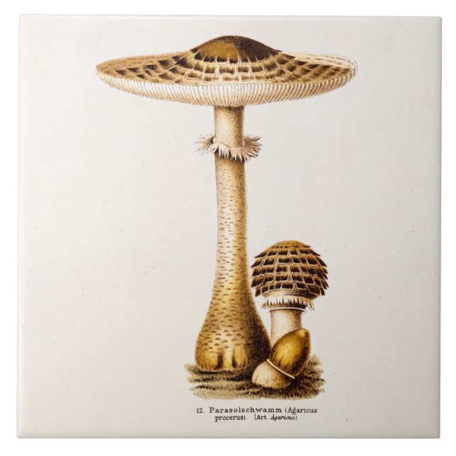 Vintage 1800s Mushroom Agricus Mushrooms Template Tile (Front)