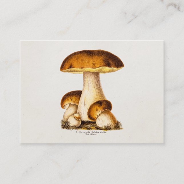 Vintage 1800s Mushroom Edible Mushrooms Template Business Card (Front)