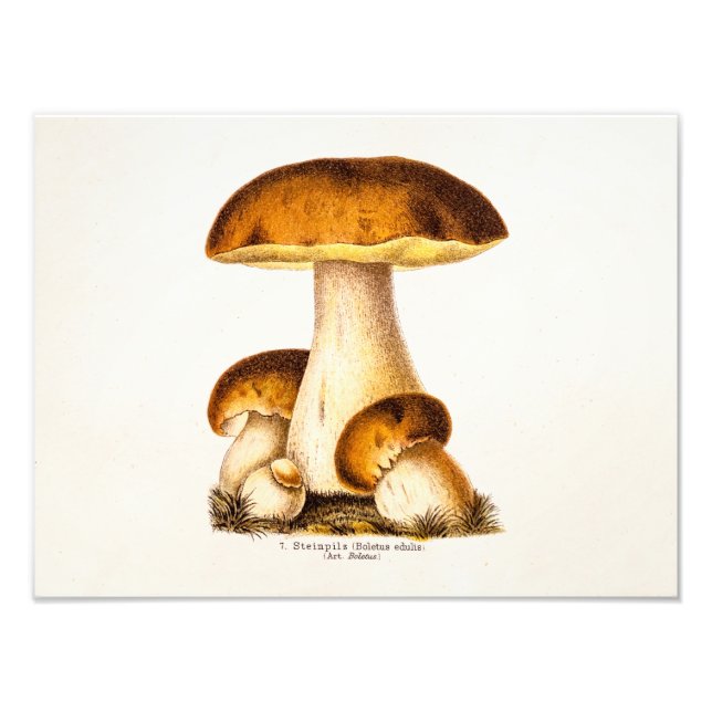 Vintage 1800s Mushroom Edible Mushrooms Template Photo Print (Front)