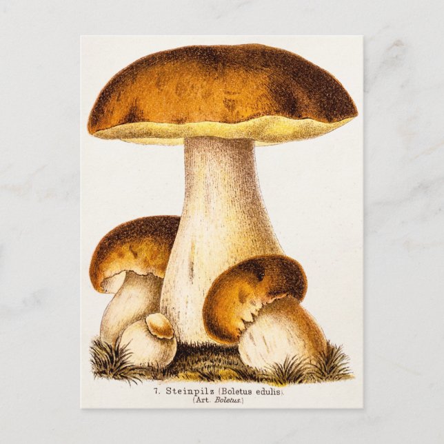 Vintage 1800s Mushroom Edible Mushrooms Template Postcard (Front)