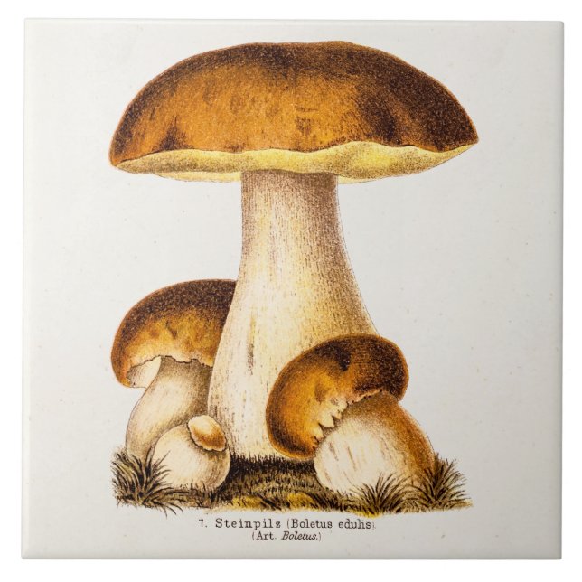Vintage 1800s Mushroom Edible Mushrooms Template Tile (Front)