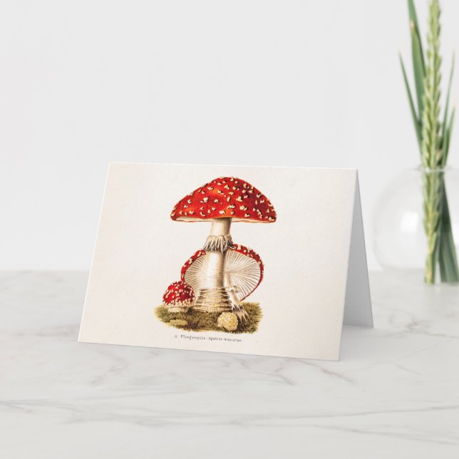 Vintage 1800s Mushroom Red Mushrooms Template (Front)