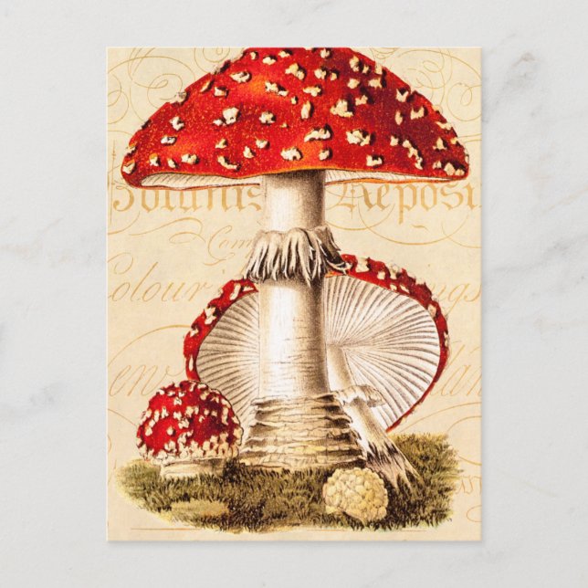 Vintage 1800s Mushroom Red Mushrooms Template Postcard (Front)