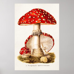 Vintage 1800s Mushroom Red Mushrooms Template Poster