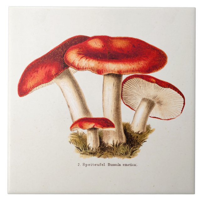 Vintage 1800s Mushroom Red Mushrooms Template Tile (Front)